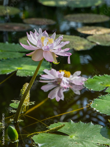 Water lily in a tropical pond in a garden in Stockholm
