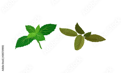 Pepper Mint Leaves as Kitchen Potherbs Vector Set