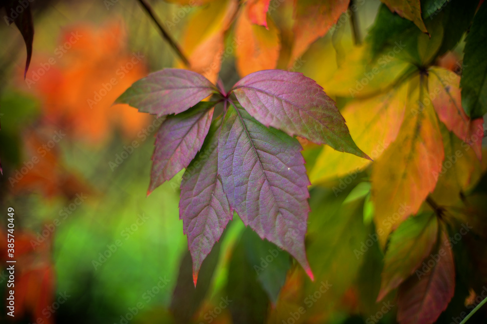 Varicolored leaves of wild grapes in autumn (FX) Varicolored leaves of wild grapes in autumn (FX)
