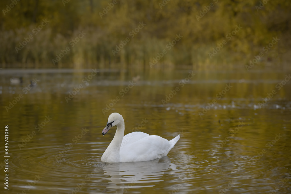 Big white swan on the surface of an autumn pond Big white swan on the surface of an autumn pond