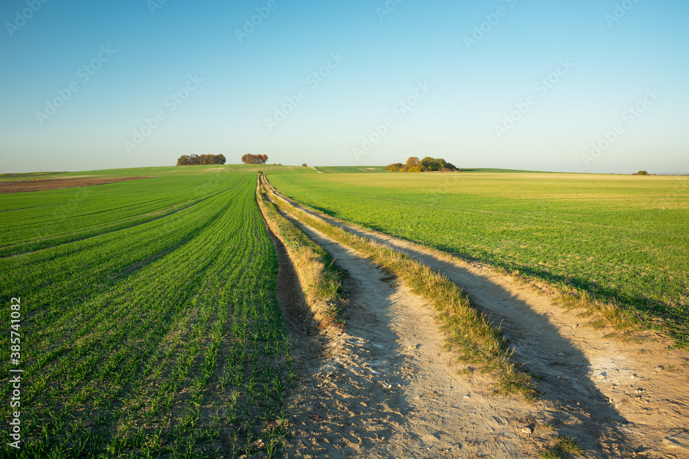 Long dirt road through green fields, trees on the horizon Long dirt road through green fields, trees on the horizon