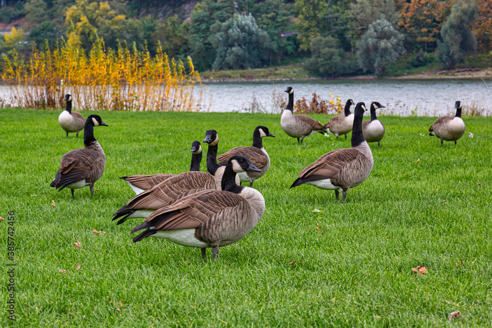A group of canada geese (branta canadensis) on a grassland beside the river Rhine A group of canada geese (branta canadensis) on a grassland beside the river Rhine