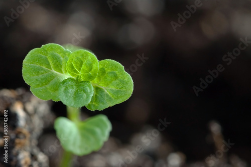 Fresh mint leaves germ macro with ground all around as background