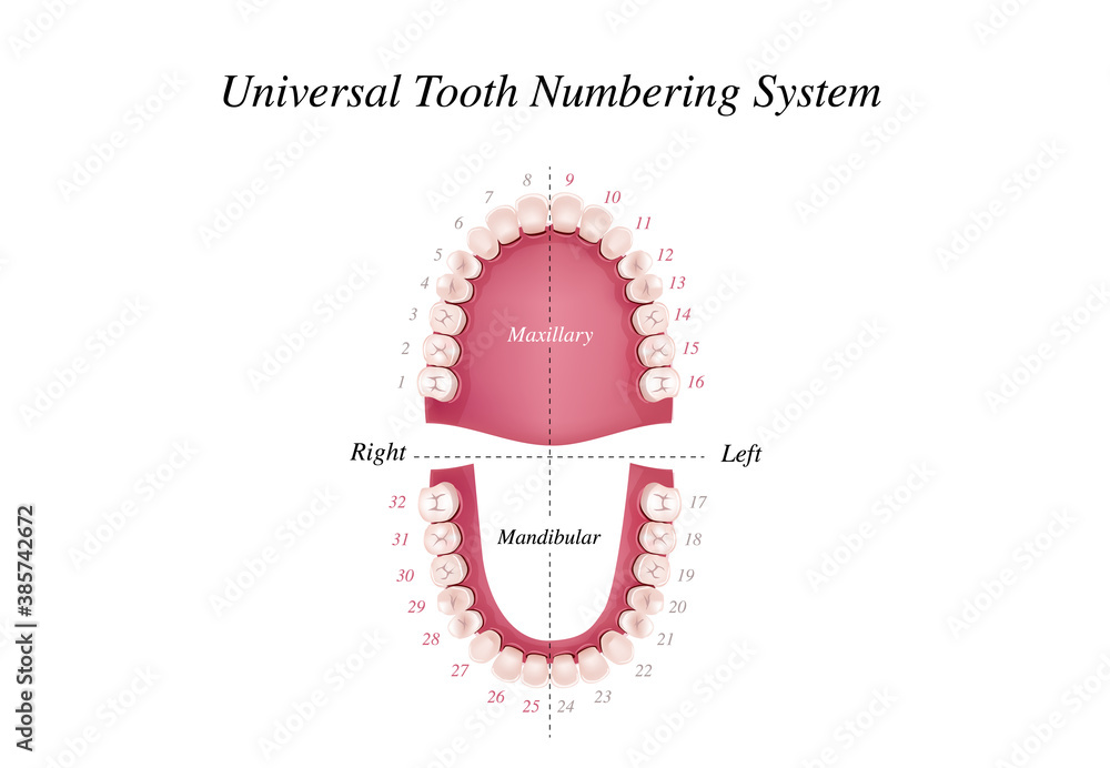Vecteur Stock Adult international tooth numbering chart. Universal numbering  system. Tooth Anatomy vector Dental Infographics. Realistic White Tooth  Mockup. Medical banner or poster. Vector illustration. | Adobe Stock