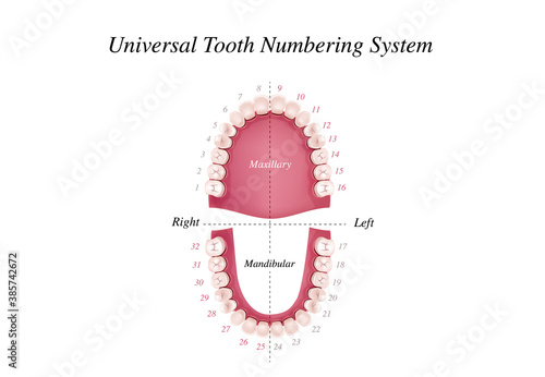 Adult international tooth numbering chart. Universal numbering system. Tooth Anatomy vector Dental Infographics. Realistic White Tooth Mockup. Medical banner or poster. Vector illustration. 