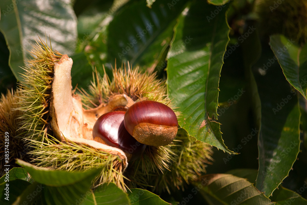 Two ripe Japanese sweet chestnuts in an open shell on the tree Two ripe Japanese sweet chestnuts in an open shell on the tree