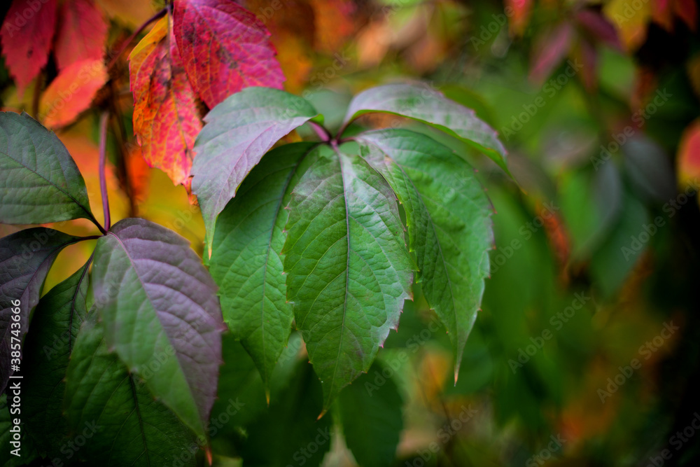 Varicolored leaves of wild grapes in autumn (FX) Varicolored leaves of wild grapes in autumn (FX)