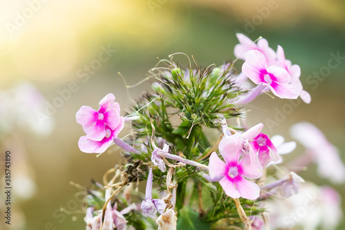 Phlox pink violet purple flowers macro view. shallow depth of field. Soft blurred background.