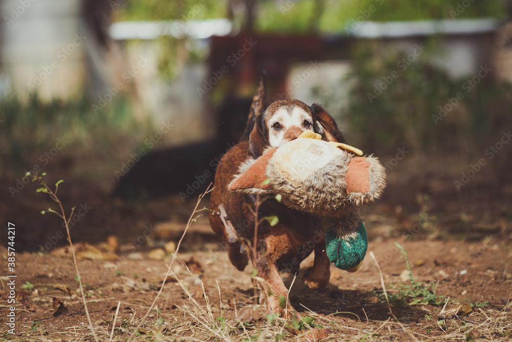 Portrait of a Basset Hound with her doll in the mouth Portrait of a Basset Hound with her doll in the mouth