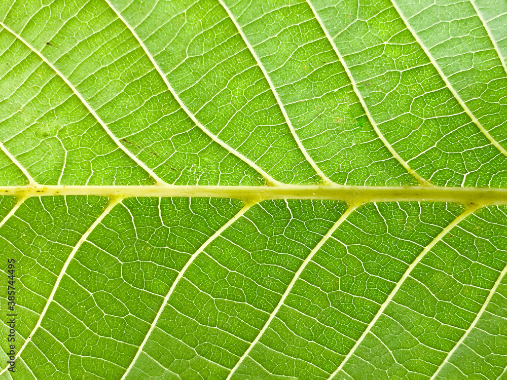 Bright green leaf background. Close up.Bright green leaf background. Close up. Bright green leaf background. Close up.Bright green leaf background. Close up.