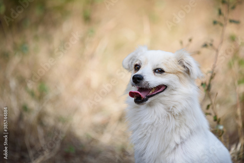 Cute Pomeranian posing for a photo during a walk ©  Zlatko59