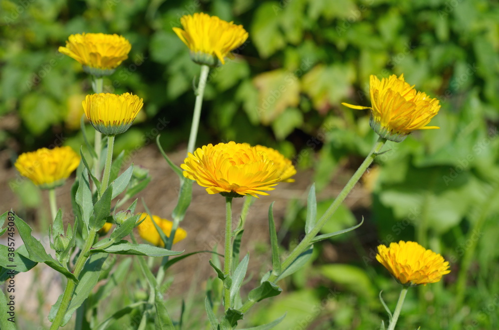 Blooming calendula, or marigold (Lat. calendula officinalis) in the summer garden Blooming calendula, or marigold (Lat. calendula officinalis) in the summer garden