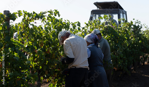 Peasants are picking grapes. Harvest home. Wine-making. Technology of wine production. The folk tradition of making wine.
