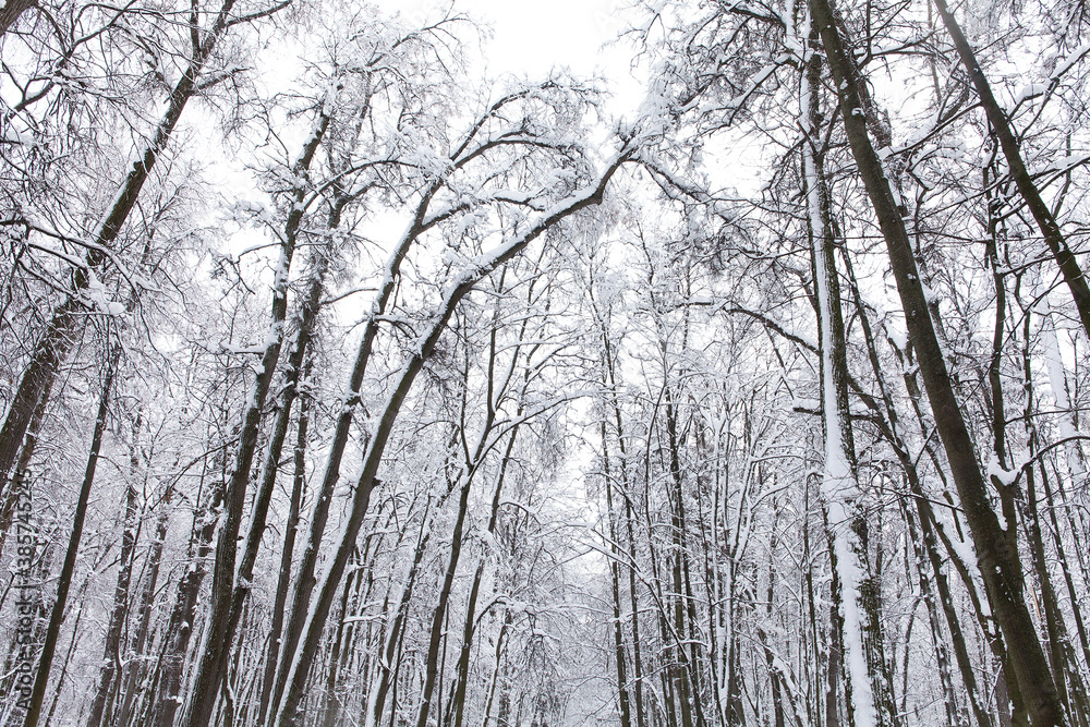 Fluffy snow-covered trees after snowfall. Beautiful winter nature forest outdoor background