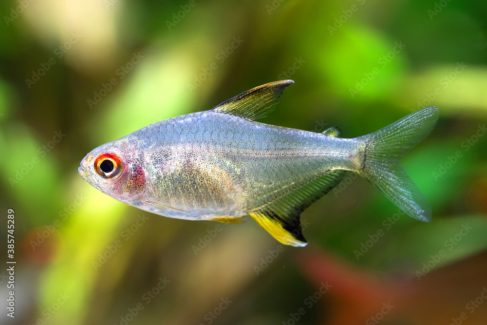 Fototapeta premium Macro view tropical aquarium fish Lemon tetra Hyphessobrycon pulchripinnis close-up photo. Freshwater tank exotic fish translucent yellow, pearlescent lustre colors body.