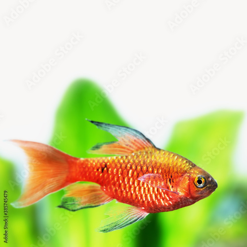 Gold red color fish longtail barb Pethia Conchonius macro view. Tropical aquarium tank with dark green aquarium plants on white background. Macro view  shallow depth of field  copy space.
