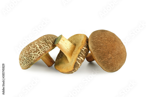 Forest edible mushroom Boletus chrysenteron (Xerocomus) isolated on white background