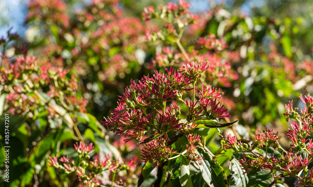 Close-up of flowering Heptacodium miconioides or Seven son flower trees in rest zone near the Bougainvillea fountain. Public landscape city park Krasnodar or 'Galitsky park' for relaxation and walking Close-up of flowering Heptacodium miconioides or Seven son flower trees in rest zone near the Bougainvillea fountain. Public landscape city park Krasnodar or 'Galitsky park' for relaxation and walking