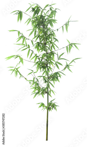 Bamboo plant with leaves used for design Isolated on white background