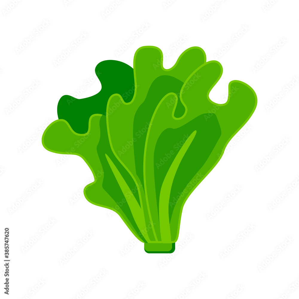 Cool illustration of delicious ripe lettuce vector Cool illustration of delicious ripe lettuce vector