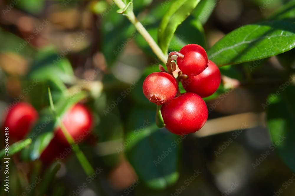 Wild berry cranberries. Closeup of Vaccinium vitis-idaea on the ground. Lingonberries. Berries of wild cowberry