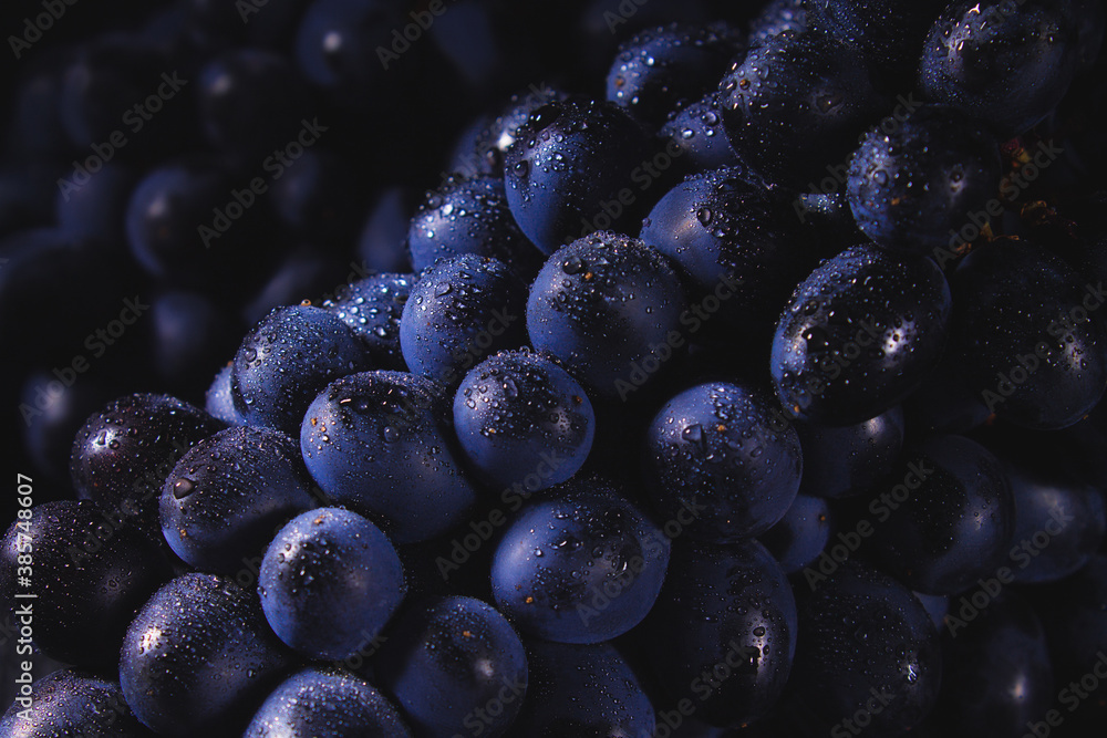 Dark grapes close-up with water drops. Horizontal macro. - obrazy, fototapety, plakaty 