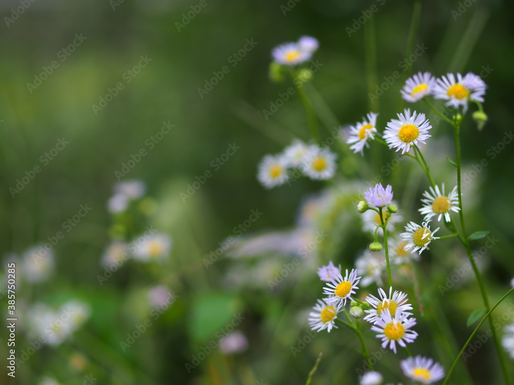 ヒメジョオンの花 ヒメジョオンの花