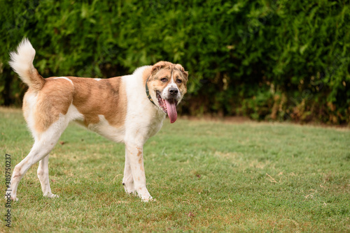 Central Asian Shepherd Dog playing on the foster yard