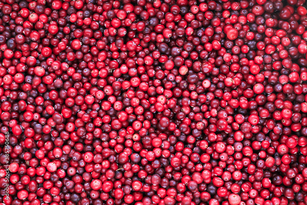 Ripe fresh cranberries as natural, food, berries background Ripe fresh cranberries as natural, food, berries background