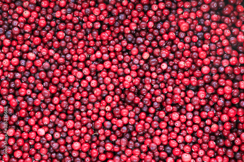 Ripe fresh cranberries as natural, food, berries background	