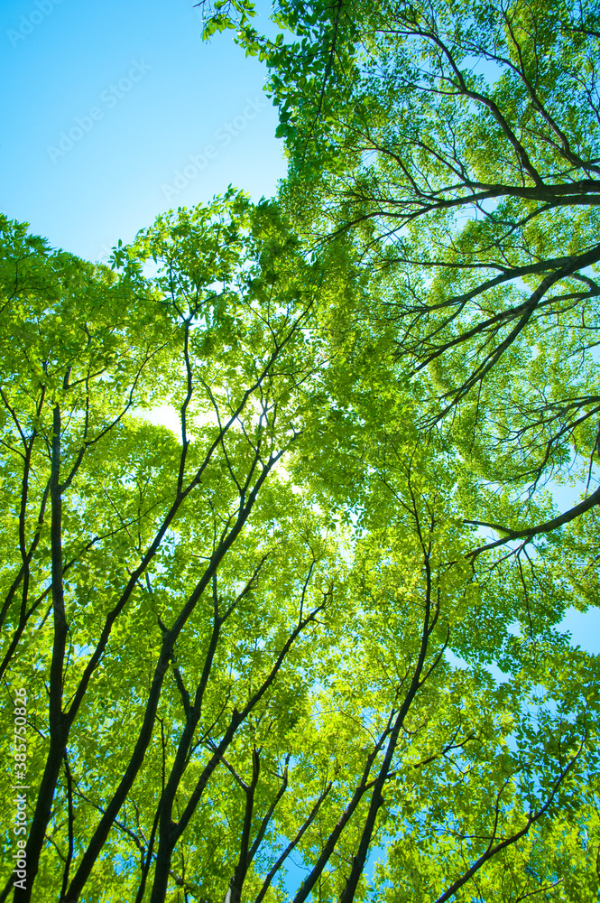 Fototapeta premium 新緑