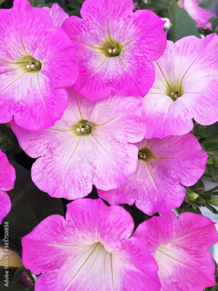 flowers of pink sulfinia. Floral natural background. flowers of pink sulfinia. Floral natural background.
