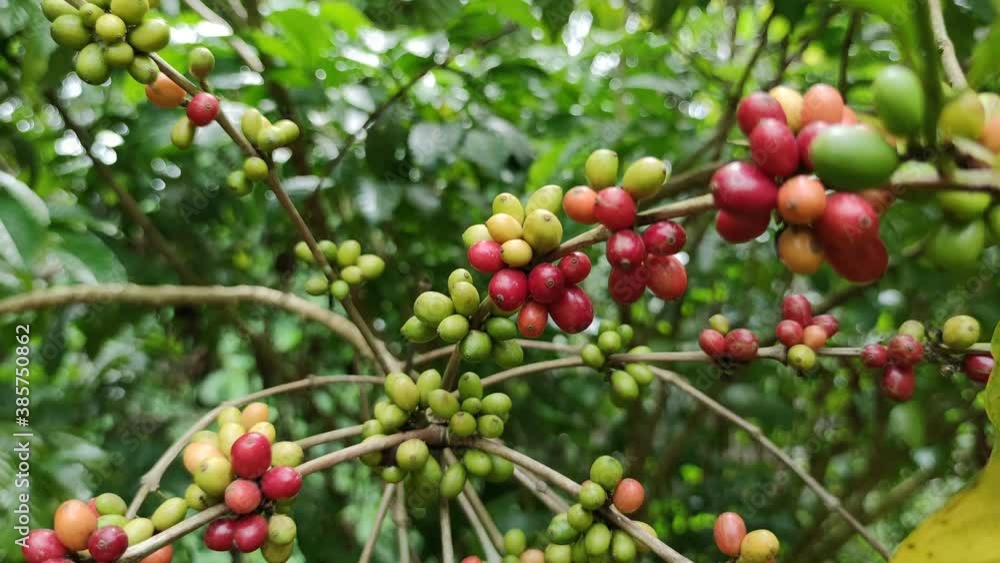 Video clip coffee red beans tree. Farm garden coffee Video clip coffee red beans tree. Farm garden coffee