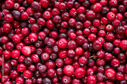 Ripe fresh cranberries as natural, food, berries background	