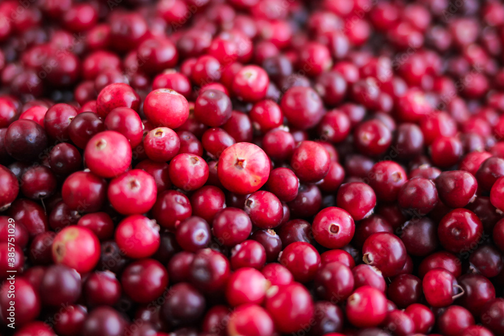 Ripe fresh cranberries as natural, food, berries background Ripe fresh cranberries as natural, food, berries background