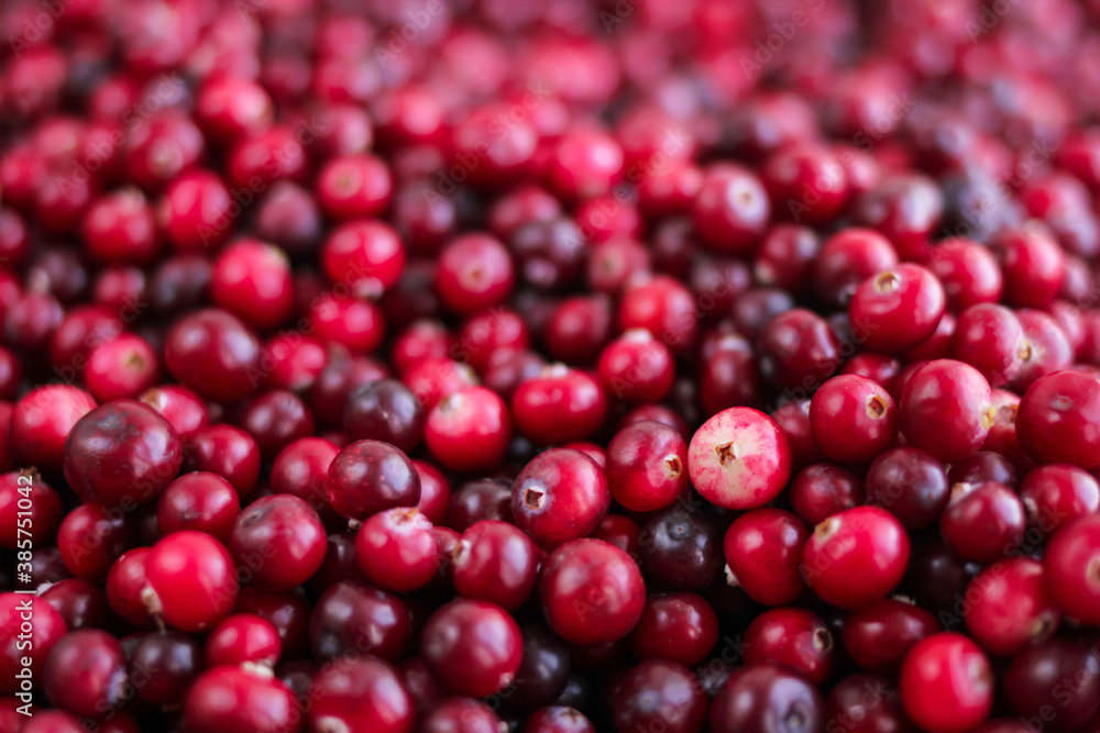 Ripe fresh cranberries as natural, food, berries background Ripe fresh cranberries as natural, food, berries background