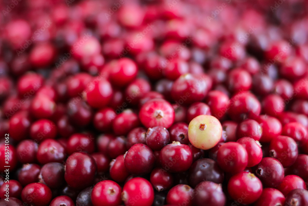 Ripe fresh cranberries as natural, food, berries background Ripe fresh cranberries as natural, food, berries background