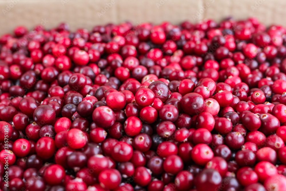 Ripe fresh cranberries as natural, food, berries background Ripe fresh cranberries as natural, food, berries background