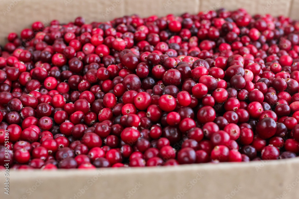 Ripe fresh cranberries as natural, food, berries background Ripe fresh cranberries as natural, food, berries background