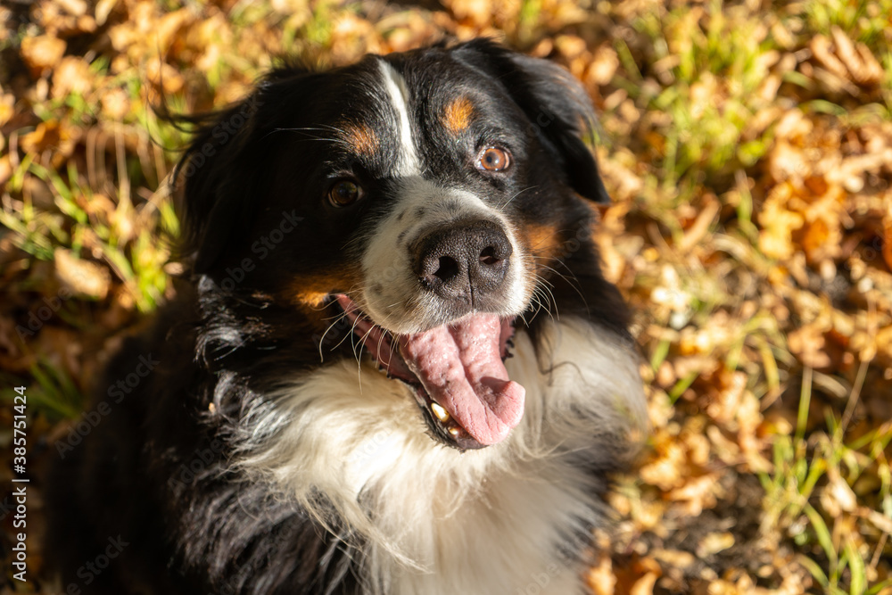 Bernese mountain dog with a lot of yellow  autumn leaves around. Dog walk in the park on the fall