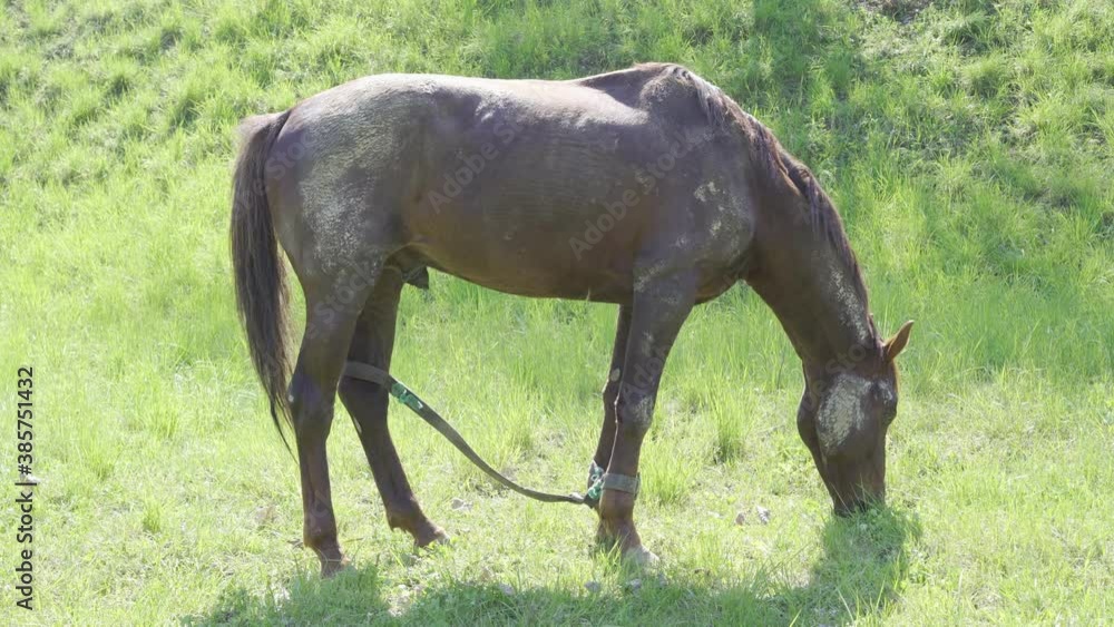 The horse grazes and eats grass The horse grazes and eats grass