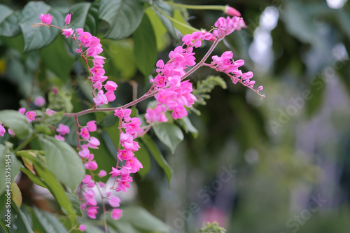 Soft focus, bokeh, blurry, selective focus of Pink Antegonon Leptopus or Mexican Creeper or Bunga Air Mata Pengantin in a garden