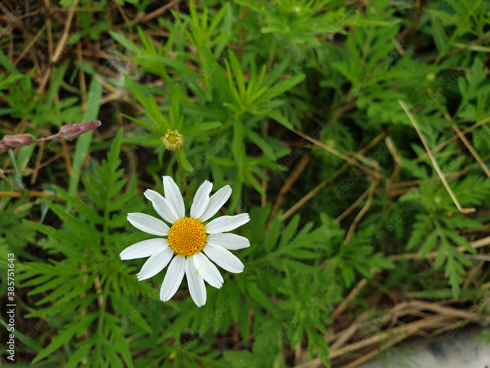 White chamomile flower on a blurred green background, top view White chamomile flower on a blurred green background, top view
