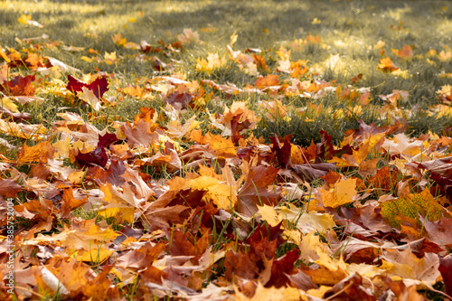 Autumn leaves on the ground fading to grass