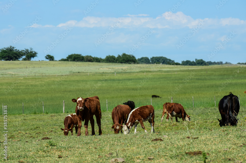 Cattle in Argentine countryside,La Pampa Province, Argentina.
