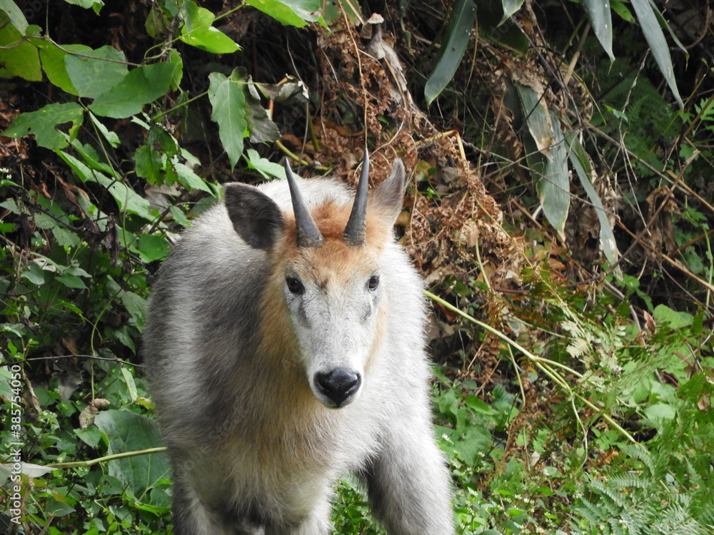 Fototapeta premium 人里の二ホンカモシカ