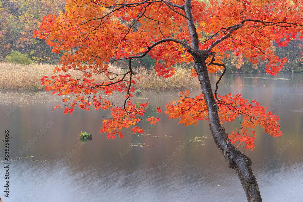 Fototapeta premium 沼と紅葉