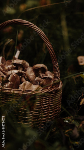 Mushrooms on the background of the autumn forest and in a basket.
 photo