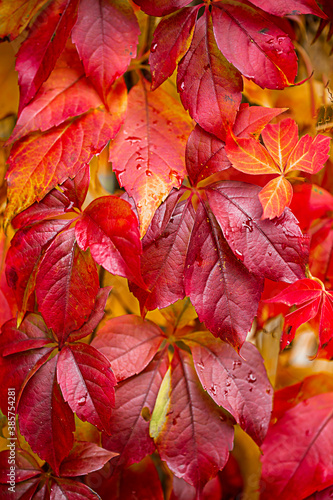  grape leaves in the autumn garden