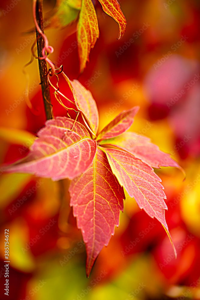 Obraz premium grape leaves in the autumn garden